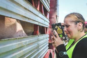 Activists bearing witness to pigs being unloaded at Benalla pig slaughterhouse in Victoria - Activists film pigs being unloaded from a transport truck at Benalla Slaughterhouse, one of two pig slaughterhouses which us carbon dioxide stunning in Victoria. - Captured at Benalla Abattoir, Benalla VIC Australia.