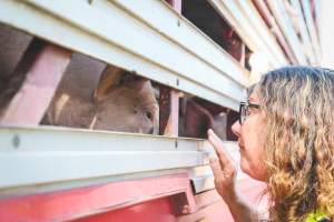 Activists bearing witness to pigs being unloaded at Benalla pig slaughterhouse in Victoria - Activists film pigs being unloaded from a transport truck at Benalla Slaughterhouse, one of two pig slaughterhouses which us carbon dioxide stunning in Victoria. - Captured at Benalla Abattoir, Benalla VIC Australia.