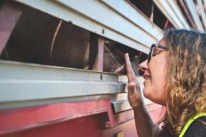 Activists bearing witness to pigs being unloaded at Benalla pig slaughterhouse in Victoria - Activists film pigs being unloaded from a transport truck at Benalla Slaughterhouse, one of two pig slaughterhouses which us carbon dioxide stunning in Victoria. - Captured at Benalla Abattoir, Benalla VIC Australia.