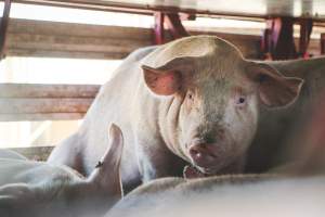 Activists bearing witness to pigs being unloaded at Benalla pig slaughterhouse in Victoria - Activists film pigs being unloaded from a transport truck at Benalla Slaughterhouse, one of two pig slaughterhouses which us carbon dioxide stunning in Victoria. - Captured at Benalla Abattoir, Benalla VIC Australia.