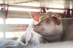 Activists bearing witness to pigs being unloaded at Benalla pig slaughterhouse in Victoria - Activists film pigs being unloaded from a transport truck at Benalla Slaughterhouse, one of two pig slaughterhouses which us carbon dioxide stunning in Victoria. - Captured at Benalla Abattoir, Benalla VIC Australia.