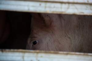 Pig inside of Transport Truck - Photos taken at vigil at Benalla, where pigs were seen being unloaded from a transport truck into the slaughterhouse, one of the pig slaughterhouses which use carbon dioxide stunning in Victoria. - Captured at Benalla Abattoir, Benalla VIC Australia.