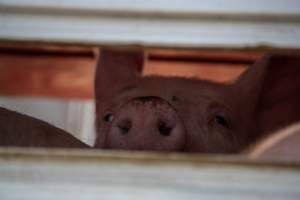 Pig inside of Transport Truck - Photos taken at vigil at Benalla, where pigs were seen being unloaded from a transport truck into the slaughterhouse, one of the pig slaughterhouses which use carbon dioxide stunning in Victoria. - Captured at Benalla Abattoir, Benalla VIC Australia.