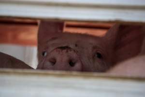 Pig inside of Transport Truck - Photos taken at vigil at Benalla, where pigs were seen being unloaded from a transport truck into the slaughterhouse, one of the pig slaughterhouses which use carbon dioxide stunning in Victoria. - Captured at Benalla Abattoir, Benalla VIC Australia.