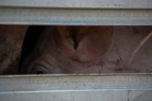 Pig inside of Transport Truck - Photos taken at vigil at Benalla, where pigs were seen being unloaded from a transport truck into the slaughterhouse, one of the pig slaughterhouses which use carbon dioxide stunning in Victoria. - Captured at Benalla Abattoir, Benalla VIC Australia.