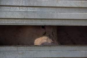 Pig inside of Transport Truck - Photos taken at vigil at Benalla, where pigs were seen being unloaded from a transport truck into the slaughterhouse, one of the pig slaughterhouses which use carbon dioxide stunning in Victoria. - Captured at Benalla Abattoir, Benalla VIC Australia.