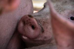 Pig inside of Transport Truck - Photos taken at vigil at Benalla, where pigs were seen being unloaded from a transport truck into the slaughterhouse, one of the pig slaughterhouses which use carbon dioxide stunning in Victoria. - Captured at Benalla Abattoir, Benalla VIC Australia.