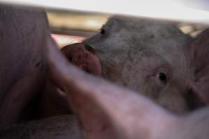 Pig inside of Transport Truck - Photos taken at vigil at Benalla, where pigs were seen being unloaded from a transport truck into the slaughterhouse, one of the pig slaughterhouses which use carbon dioxide stunning in Victoria. - Captured at Benalla Abattoir, Benalla VIC Australia.