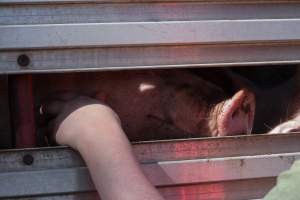 Pig inside of Transport Truck - Photos taken at vigil at Benalla, where pigs were seen being unloaded from a transport truck into the slaughterhouse, one of the pig slaughterhouses which use carbon dioxide stunning in Victoria. - Captured at Benalla Abattoir, Benalla VIC Australia.