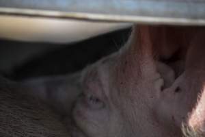 Pig inside of Transport Truck - Photos taken at vigil at Benalla, where pigs were seen being unloaded from a transport truck into the slaughterhouse, one of the pig slaughterhouses which use carbon dioxide stunning in Victoria. - Captured at Benalla Abattoir, Benalla VIC Australia.