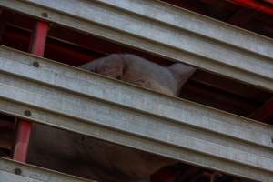 Pig inside of Transport Truck - Photos taken at vigil at Benalla, where pigs were seen being unloaded from a transport truck into the slaughterhouse, one of the pig slaughterhouses which use carbon dioxide stunning in Victoria. - Captured at Benalla Abattoir, Benalla VIC Australia.