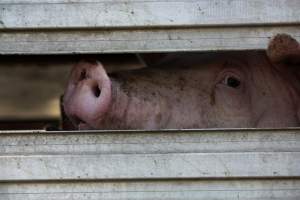 Pig inside of Transport Truck - Photos taken at vigil at Benalla, where pigs were seen being unloaded from a transport truck into the slaughterhouse, one of the pig slaughterhouses which use carbon dioxide stunning in Victoria. - Captured at Benalla Abattoir, Benalla VIC Australia.