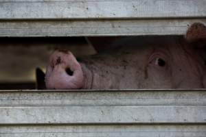 Pig inside of Transport Truck - Photos taken at vigil at Benalla, where pigs were seen being unloaded from a transport truck into the slaughterhouse, one of the pig slaughterhouses which use carbon dioxide stunning in Victoria. - Captured at Benalla Abattoir, Benalla VIC Australia.