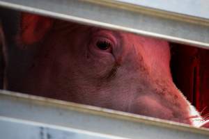 Pig inside of Transport Truck - Photos taken at vigil at Benalla, where pigs were seen being unloaded from a transport truck into the slaughterhouse, one of the pig slaughterhouses which use carbon dioxide stunning in Victoria. - Captured at Benalla Abattoir, Benalla VIC Australia.