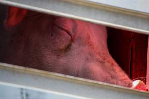 Pig inside of Transport Truck - Photos taken at vigil at Benalla, where pigs were seen being unloaded from a transport truck into the slaughterhouse, one of the pig slaughterhouses which use carbon dioxide stunning in Victoria. - Captured at Benalla Abattoir, Benalla VIC Australia.