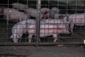 Piglets in Holding Pens - Photos taken at vigil at Benalla, where pigs were seen being unloaded from a transport truck into the slaughterhouse, one of the pig slaughterhouses which use carbon dioxide stunning in Victoria. - Captured at Benalla Abattoir, Benalla VIC Australia.