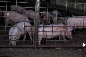 Piglets in Holding Pens - Photos taken at vigil at Benalla, where pigs were seen being unloaded from a transport truck into the slaughterhouse, one of the pig slaughterhouses which use carbon dioxide stunning in Victoria. - Captured at Benalla Abattoir, Benalla VIC Australia.