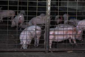 Piglets in Holding Pens - Photos taken at vigil at Benalla, where pigs were seen being unloaded from a transport truck into the slaughterhouse, one of the pig slaughterhouses which use carbon dioxide stunning in Victoria. - Captured at Benalla Abattoir, Benalla VIC Australia.
