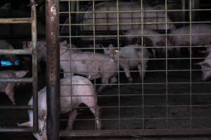 Piglets in Holding Pens - Photos taken at vigil at Benalla, where pigs were seen being unloaded from a transport truck into the slaughterhouse, one of the pig slaughterhouses which use carbon dioxide stunning in Victoria. - Captured at Benalla Abattoir, Benalla VIC Australia.