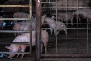 Piglets in Holding Pens - Photos taken at vigil at Benalla, where pigs were seen being unloaded from a transport truck into the slaughterhouse, one of the pig slaughterhouses which use carbon dioxide stunning in Victoria. - Captured at Benalla Abattoir, Benalla VIC Australia.