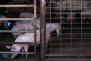 Piglets in Holding Pens - Photos taken at vigil at Benalla, where pigs were seen being unloaded from a transport truck into the slaughterhouse, one of the pig slaughterhouses which use carbon dioxide stunning in Victoria. - Captured at Benalla Abattoir, Benalla VIC Australia.