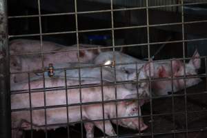 Piglets in Holding Pens - Photos taken at vigil at Benalla, where pigs were seen being unloaded from a transport truck into the slaughterhouse, one of the pig slaughterhouses which use carbon dioxide stunning in Victoria. - Captured at Benalla Abattoir, Benalla VIC Australia.