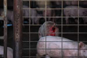 Piglets in Holding Pens - Photos taken at vigil at Benalla, where pigs were seen being unloaded from a transport truck into the slaughterhouse, one of the pig slaughterhouses which use carbon dioxide stunning in Victoria. - Captured at Benalla Abattoir, Benalla VIC Australia.