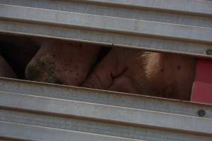 Pig inside of Transport Truck - Photos taken at vigil at Benalla, where pigs were seen being unloaded from a transport truck into the slaughterhouse, one of the pig slaughterhouses which use carbon dioxide stunning in Victoria. - Captured at Benalla Abattoir, Benalla VIC Australia.