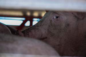 Pig inside of Transport Truck - Photos taken at vigil at Benalla, where pigs were seen being unloaded from a transport truck into the slaughterhouse, one of the pig slaughterhouses which use carbon dioxide stunning in Victoria. - Captured at Benalla Abattoir, Benalla VIC Australia.