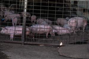 Piglets in Holding Pens - Photos taken at vigil at Benalla, where pigs were seen being unloaded from a transport truck into the slaughterhouse, one of the pig slaughterhouses which use carbon dioxide stunning in Victoria. - Captured at Benalla Abattoir, Benalla VIC Australia.