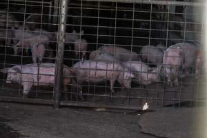 Piglets in Holding Pens - Photos taken at vigil at Benalla, where pigs were seen being unloaded from a transport truck into the slaughterhouse, one of the pig slaughterhouses which use carbon dioxide stunning in Victoria. - Captured at Benalla Abattoir, Benalla VIC Australia.