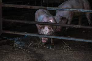 Piglets in Holding Pens - Photos taken at vigil at Benalla, where pigs were seen being unloaded from a transport truck into the slaughterhouse, one of the pig slaughterhouses which use carbon dioxide stunning in Victoria. - Captured at Benalla Abattoir, Benalla VIC Australia.