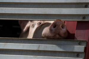 Pig inside of Transport Truck - Photos taken at vigil at Benalla, where pigs were seen being unloaded from a transport truck into the slaughterhouse, one of the pig slaughterhouses which use carbon dioxide stunning in Victoria. - Captured at Benalla Abattoir, Benalla VIC Australia.