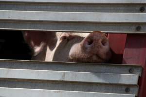 Pig inside of Transport Truck - Photos taken at vigil at Benalla, where pigs were seen being unloaded from a transport truck into the slaughterhouse, one of the pig slaughterhouses which use carbon dioxide stunning in Victoria. - Captured at Benalla Abattoir, Benalla VIC Australia.