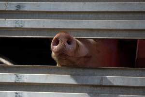 Pig inside of Transport Truck - Photos taken at vigil at Benalla, where pigs were seen being unloaded from a transport truck into the slaughterhouse, one of the pig slaughterhouses which use carbon dioxide stunning in Victoria. - Captured at Benalla Abattoir, Benalla VIC Australia.