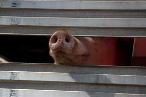 Pig inside of Transport Truck - Photos taken at vigil at Benalla, where pigs were seen being unloaded from a transport truck into the slaughterhouse, one of the pig slaughterhouses which use carbon dioxide stunning in Victoria. - Captured at Benalla Abattoir, Benalla VIC Australia.