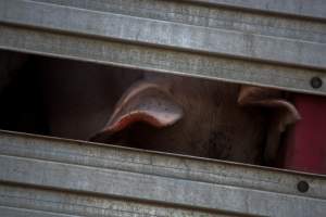 Pig inside of Transport Truck - Photos taken at vigil at Benalla, where pigs were seen being unloaded from a transport truck into the slaughterhouse, one of the pig slaughterhouses which use carbon dioxide stunning in Victoria. - Captured at Benalla Abattoir, Benalla VIC Australia.