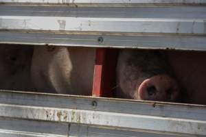 Pig inside of Transport Truck - Photos taken at vigil at Benalla, where pigs were seen being unloaded from a transport truck into the slaughterhouse, one of the pig slaughterhouses which use carbon dioxide stunning in Victoria. - Captured at Benalla Abattoir, Benalla VIC Australia.