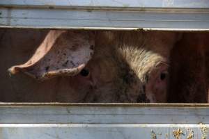 Pig inside of Transport Truck - Photos taken at vigil at Benalla, where pigs were seen being unloaded from a transport truck into the slaughterhouse, one of the pig slaughterhouses which use carbon dioxide stunning in Victoria. - Captured at Benalla Abattoir, Benalla VIC Australia.