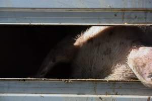 Pig inside of Transport Truck - Photos taken at vigil at Benalla, where pigs were seen being unloaded from a transport truck into the slaughterhouse, one of the pig slaughterhouses which use carbon dioxide stunning in Victoria. - Captured at Benalla Abattoir, Benalla VIC Australia.