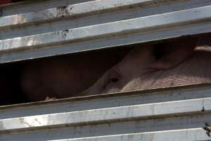 Pig inside of Transport Truck - Photos taken at vigil at Benalla, where pigs were seen being unloaded from a transport truck into the slaughterhouse, one of the pig slaughterhouses which use carbon dioxide stunning in Victoria. - Captured at Benalla Abattoir, Benalla VIC Australia.