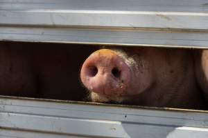 Pig inside of Transport Truck - Photos taken at vigil at Benalla, where pigs were seen being unloaded from a transport truck into the slaughterhouse, one of the pig slaughterhouses which use carbon dioxide stunning in Victoria. - Captured at Benalla Abattoir, Benalla VIC Australia.