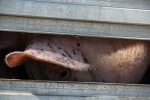 Pig inside of Transport Truck - Photos taken at vigil at Benalla, where pigs were seen being unloaded from a transport truck into the slaughterhouse, one of the pig slaughterhouses which use carbon dioxide stunning in Victoria. - Captured at Benalla Abattoir, Benalla VIC Australia.