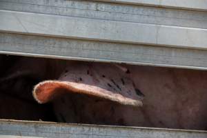 Pig inside of Transport Truck - Photos taken at vigil at Benalla, where pigs were seen being unloaded from a transport truck into the slaughterhouse, one of the pig slaughterhouses which use carbon dioxide stunning in Victoria. - Captured at Benalla Abattoir, Benalla VIC Australia.