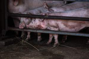 Piglets in Holding Pens - Photos taken at vigil at Benalla, where pigs were seen being unloaded from a transport truck into the slaughterhouse, one of the pig slaughterhouses which use carbon dioxide stunning in Victoria. - Captured at Benalla Abattoir, Benalla VIC Australia.