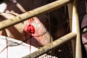 Pig inside Benalla with Prolapse - Photos taken at vigil at Benalla, where pigs were seen being unloaded from a transport truck into the slaughterhouse, one of the pig slaughterhouses which use carbon dioxide stunning in Victoria. - Captured at Benalla Abattoir, Benalla VIC Australia.