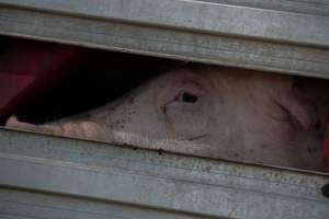 Pig inside of Transport Truck - Photos taken at vigil at Benalla, where pigs were seen being unloaded from a transport truck into the slaughterhouse, one of the pig slaughterhouses which use carbon dioxide stunning in Victoria. - Captured at Benalla Abattoir, Benalla VIC Australia.