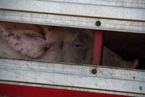 Pig inside of Transport Truck - Photos taken at vigil at Benalla, where pigs were seen being unloaded from a transport truck into the slaughterhouse, one of the pig slaughterhouses which use carbon dioxide stunning in Victoria. - Captured at Benalla Abattoir, Benalla VIC Australia.