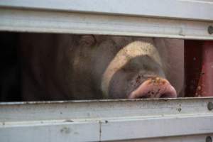 Pig inside of Transport Truck - Photos taken at vigil at Benalla, where pigs were seen being unloaded from a transport truck into the slaughterhouse, one of the pig slaughterhouses which use carbon dioxide stunning in Victoria. - Captured at Benalla Abattoir, Benalla VIC Australia.