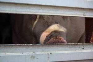 Pig inside of Transport Truck - Photos taken at vigil at Benalla, where pigs were seen being unloaded from a transport truck into the slaughterhouse, one of the pig slaughterhouses which use carbon dioxide stunning in Victoria. - Captured at Benalla Abattoir, Benalla VIC Australia.